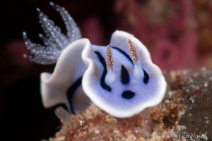 chromodoris Willani by James Deverich 